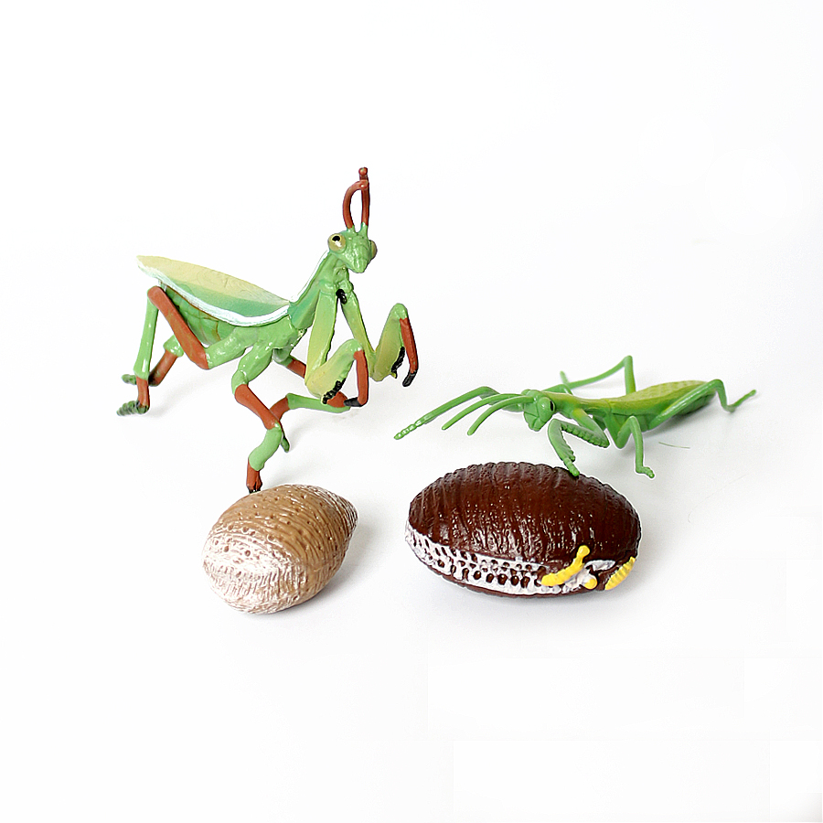 Realistische Orchideen-Mantis, – Interior Design House Bewertung und Preis